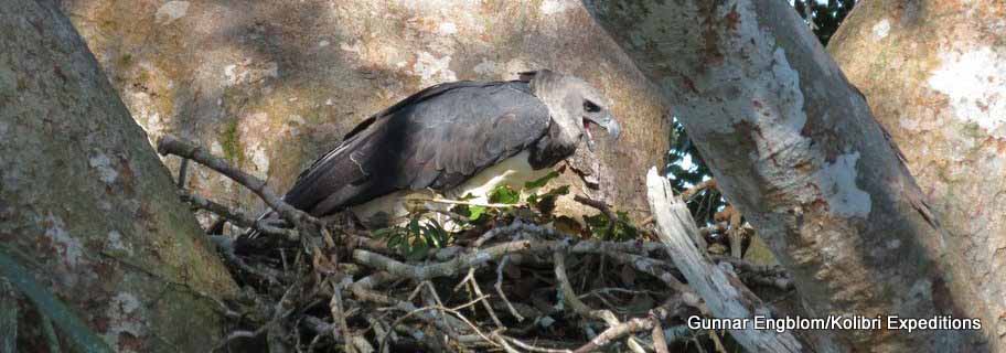 Birding Manu & Tambopata